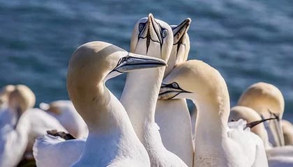 石嘴山伴游，定制QQ：3494206190微信：act1322